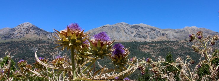 el molino del panadero cabecera facebook cardos